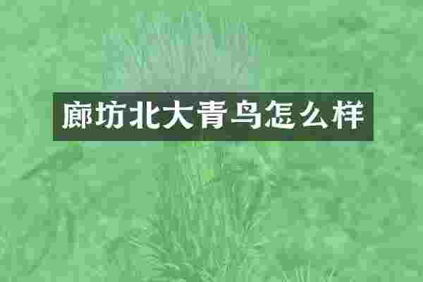 廊坊北大青鸟怎么样